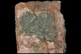 Silurian Fossil Crinoid (Scyphocrinites) Plate - Morocco #118528-1